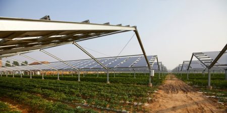Agrovoltaic solar energy, an example of a plant 